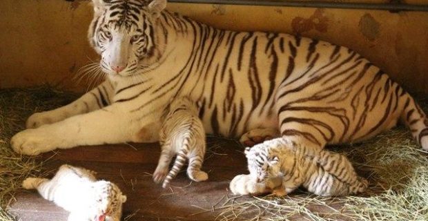 tigre