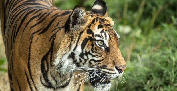 tigre-1550758972