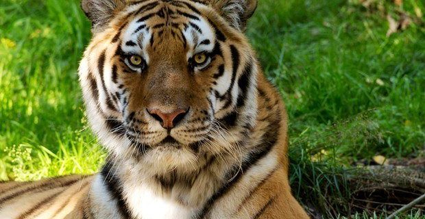 tigre