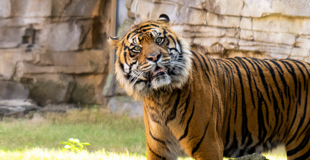 tigre