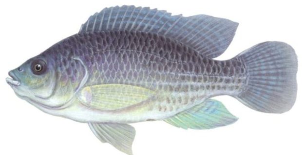 tilapia