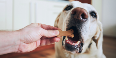 foto-biscoito