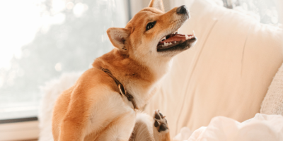 Saúde da pele e da pelagem de cães e gatos exige atenção além da estética