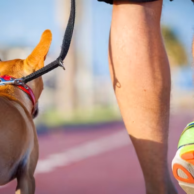 Corrida com cães: entenda como praticar o exercício com segurança