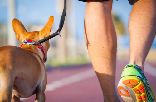 Corrida com cães: entenda como praticar o exercício com segurança