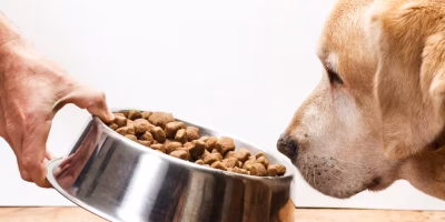 Nutrição de pets na velhice precisa mudar, alerta especialista