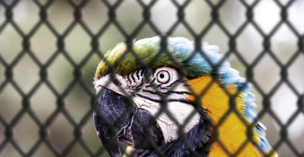 arara
