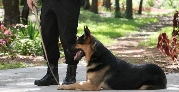 A policeman with his police dog.