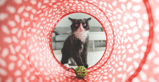 foto-gato