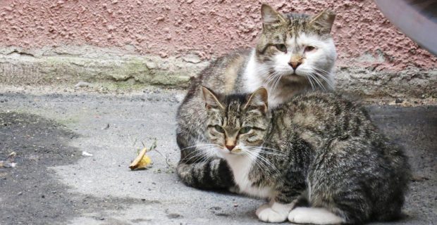 gatos