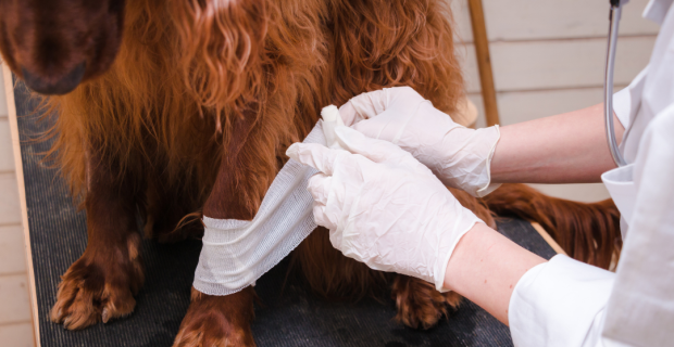 veterinária ucrânia