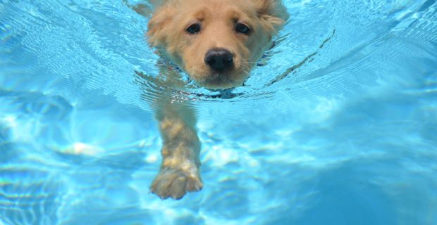 um-adoravel-filhote-de-golden-retriever-nadando-em-uma-piscina