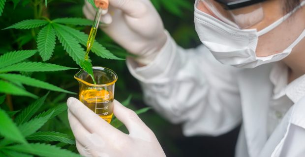 cannabis