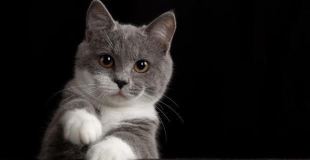 um-gato-cinzento-bonito-em-uma-parede-escura-animal-de-estimacao-fofo-brincalhao