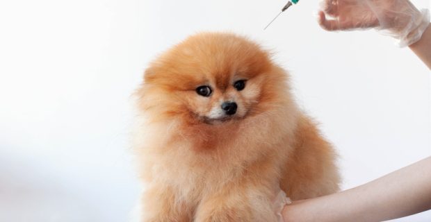 vacinação cães