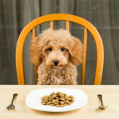 Uninterested Poodle puppy with plate of kibbles on the table