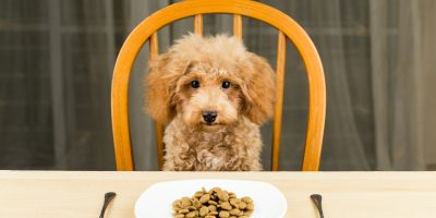 Uninterested Poodle puppy with plate of kibbles on the table