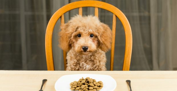 Uninterested Poodle puppy with plate of kibbles on the table