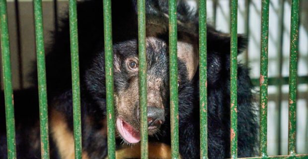 ursa