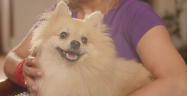 cachorro no colo