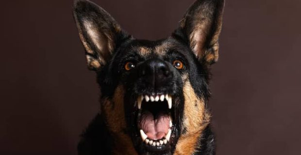 cachorro bravo