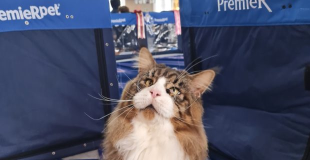 Evento reúne 100 gatos de 14 raças diferentes em Curitiba