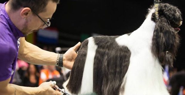 congresso Pet Society