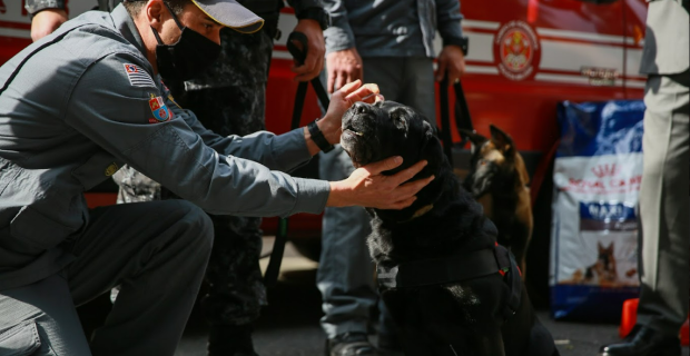Royal Canin dia internaciona dos cães de resgate