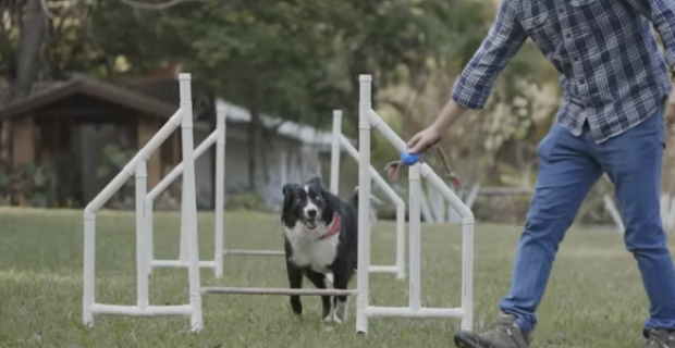border collie