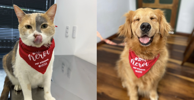 Dia Nacional do Doador de Sangue mobiliza pets e tutores