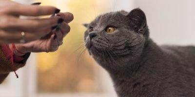 Petiscos para gatos: como usar snacks na rotina sem prejudicar a alimentação