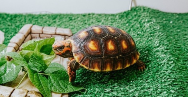 tartaruga