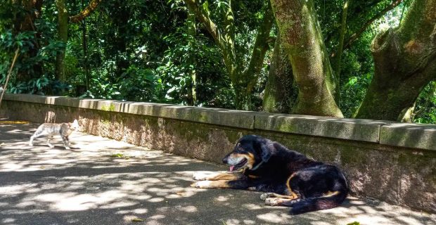 Veterinário faz alerta sobre os cuidados com os pets em tempos de seca e fumaça