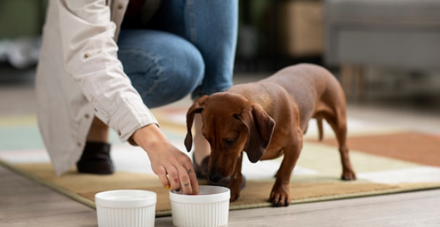 Veterinário destaca alimentos das festas de fim de ano que oferecem perigo aos pets 