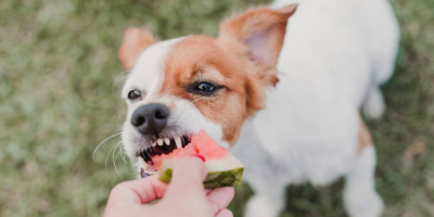 Veterinário explica mitos sobre a alimentação natural para pets