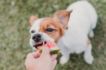 Veterinário explica mitos sobre a alimentação natural para pets