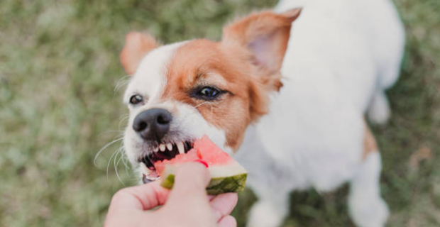 Veterinário explica mitos sobre a alimentação natural para pets