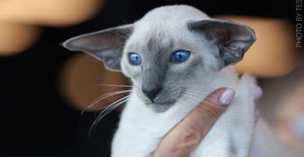 foto-gatos