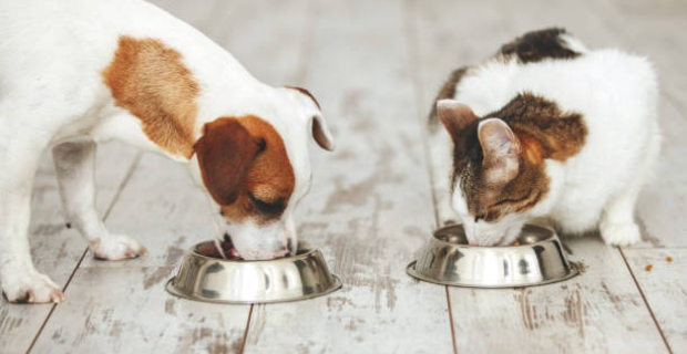 Veterinário orienta sobre cuidados com a alimentação dos pets