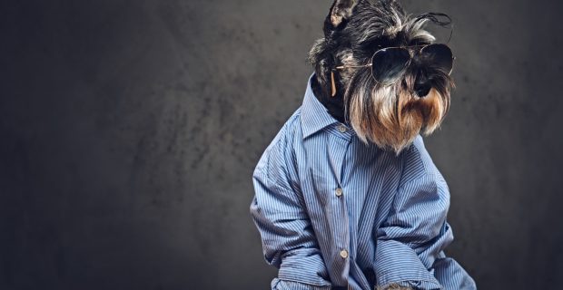 Pets podem estar adoecendo por causa da humanização