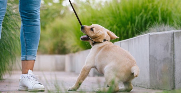 cachorro passeando de coleira