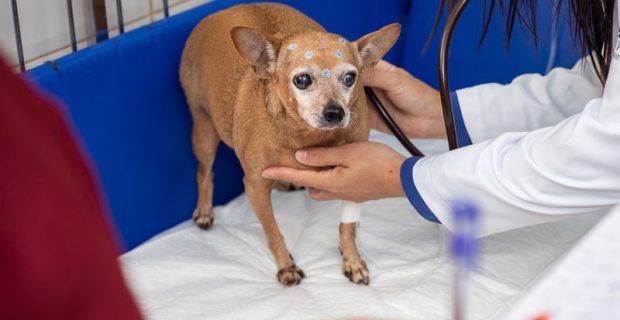 cão no hospital