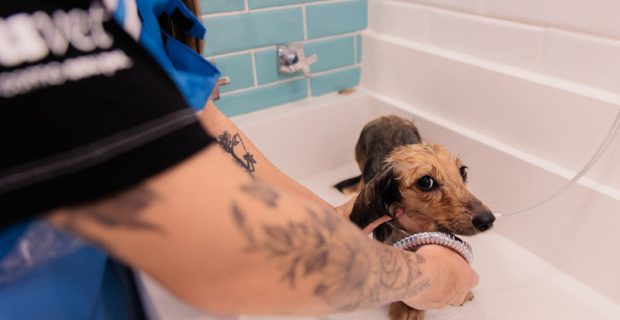 Banhos especiais podem ajudar no relaxamento de cães