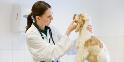 cachorro no médico