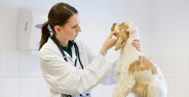 cachorro no médico