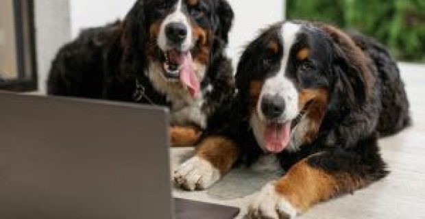 cachorros