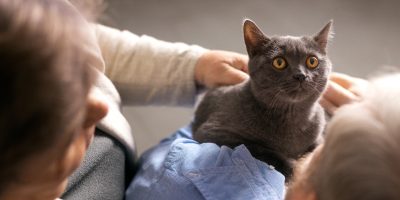 felino