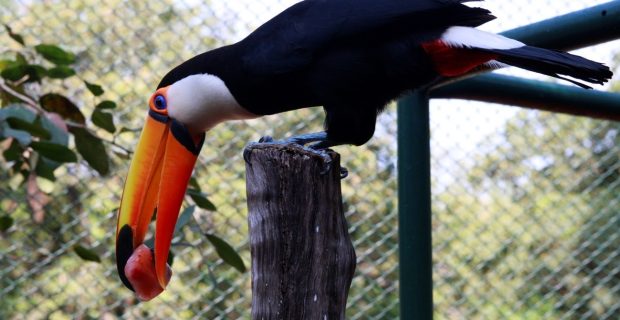 zoo de Uberlândia