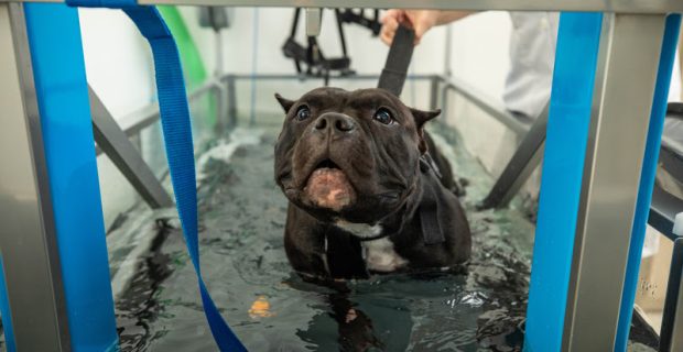Abordagem integrativa na veterinária apresenta benefícios no tratamento dos pets