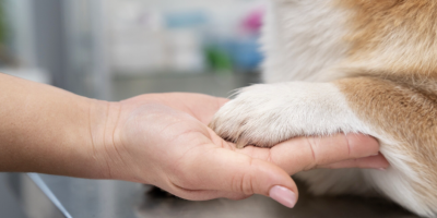 Casos graves com pets se concentram nos fins de semana e expõem busca tardia por atendimento